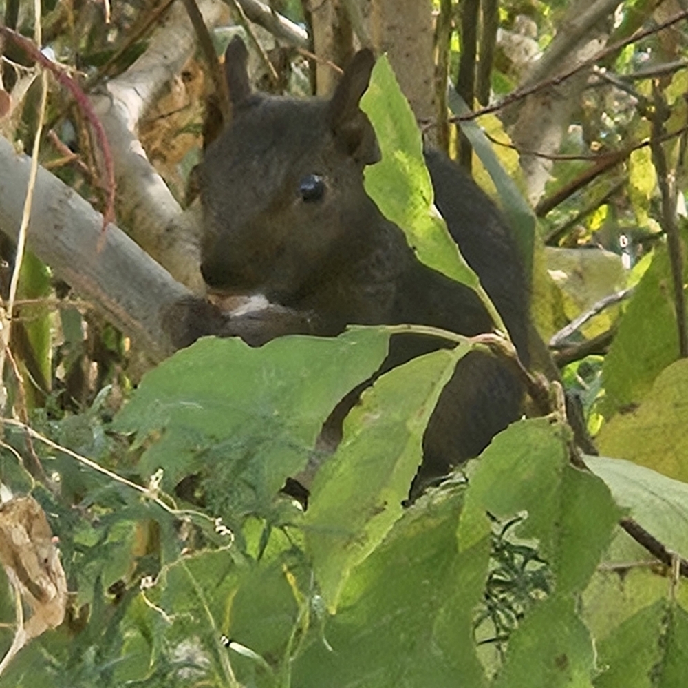 My little black ninja squirrel 🖤🐿🖤